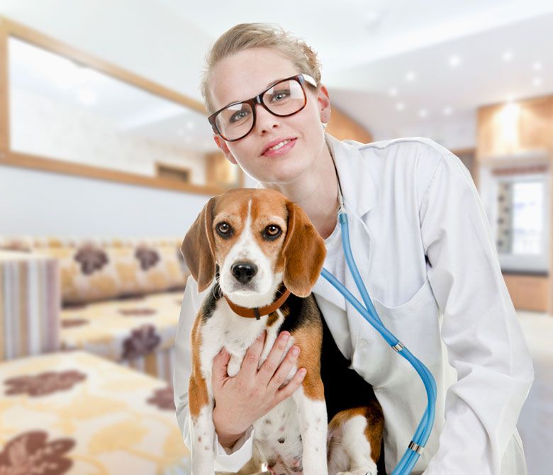 Farmacie Pet Shop Clinica Veterinara Biovet Home Page