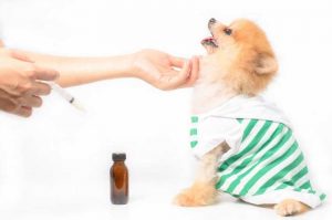 homeopatie veterinară